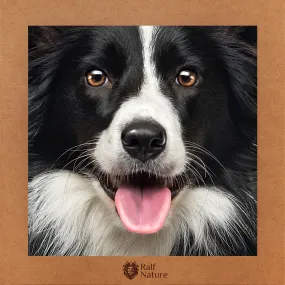 Border Collie T-Shirt