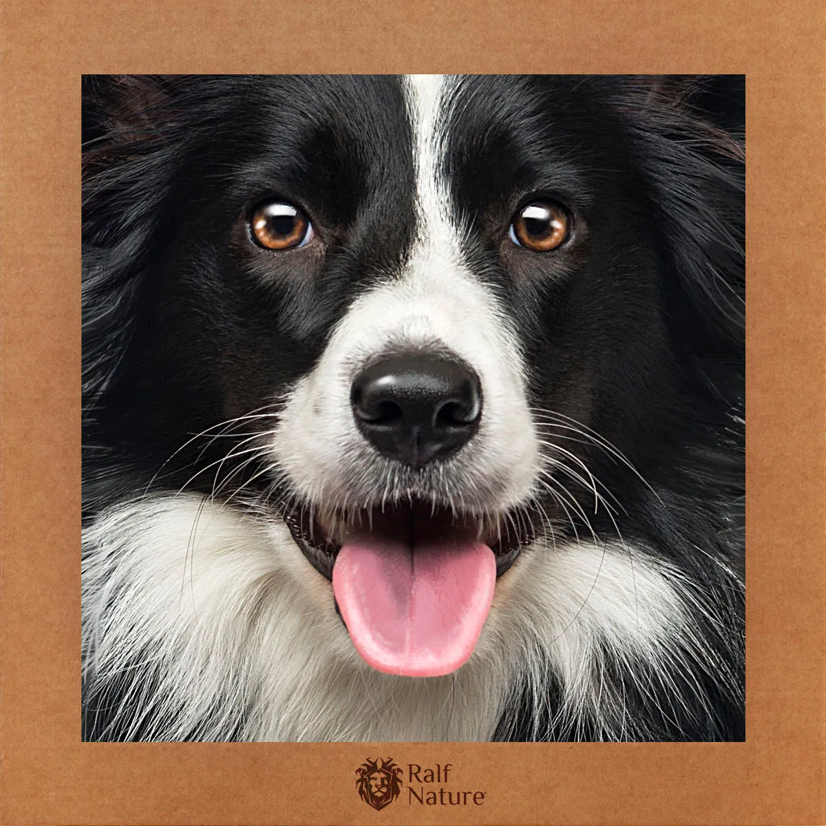 Border Collie T-Shirt