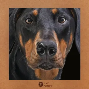 Doberman T-Shirt